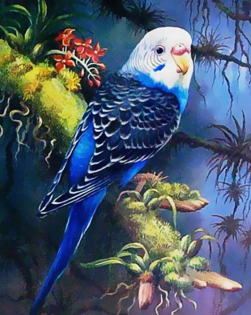 NORIMPEX Malowanie po numerach Papuga falista niebieska 40x50cm 1007463
