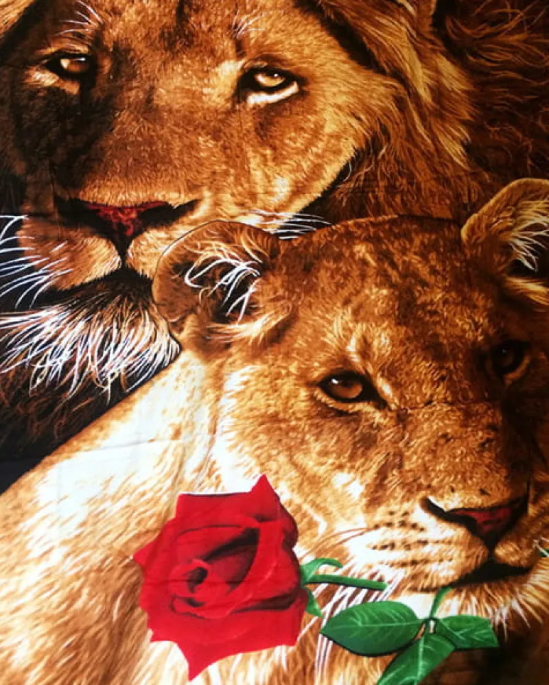 NORIMPEX PROMO Malowanie po numerach Lew i lwica 40x50cm 5637